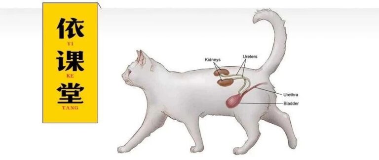 关于猫慢性肾病（CKD）你需要了解一下