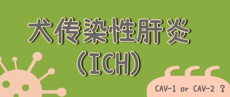 关于犬传染性肝炎（ICH）你该了解的知识点